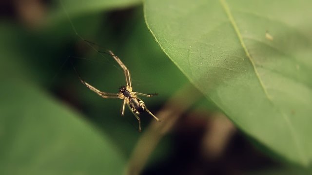 trappola