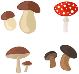 pilze set © fotograf-halle.com