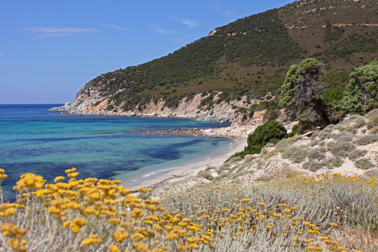 macchia mediterranea