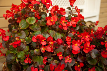 beautiful colorfull flovers