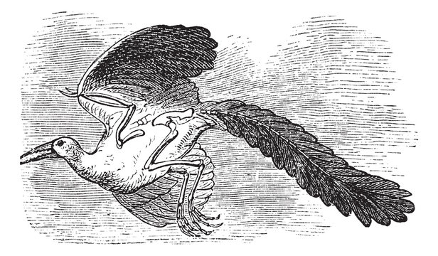 Archaeopteryx, Original bird or First bird vintage engraving.