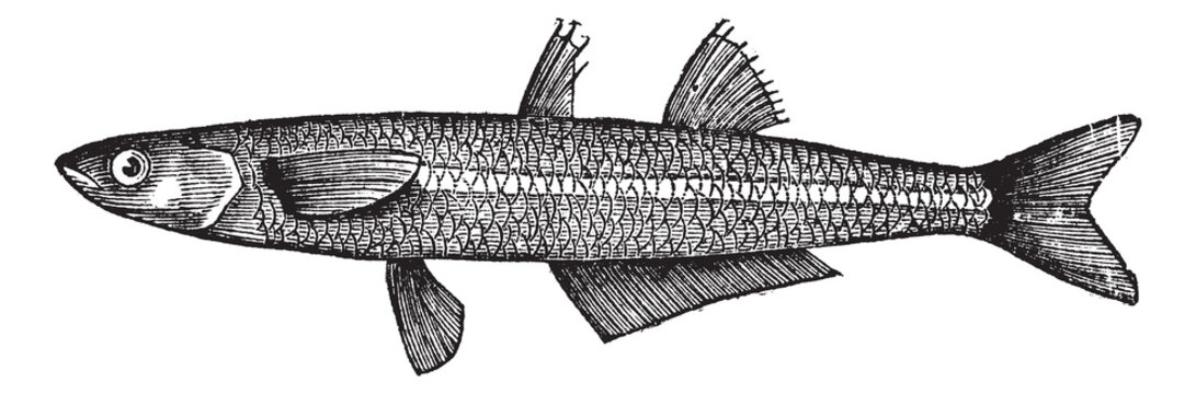 Atherina notata, Dotted Silverside or Big-scale sand smelt fish.