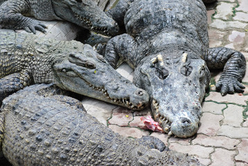 Crocodiles, Samutprakarn crocodile farm, Thailand