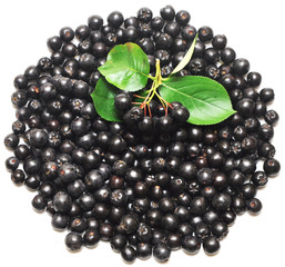 black chokeberry. Aronia melanocarpa