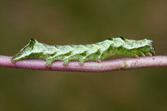 Raupe der Flohkraut-Eule - Melanchra persicariae