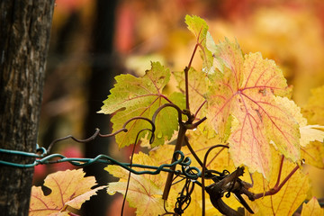 foglie di uva in autunno
