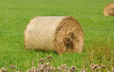 Straw balles on farmland