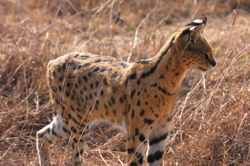Serval en chasse