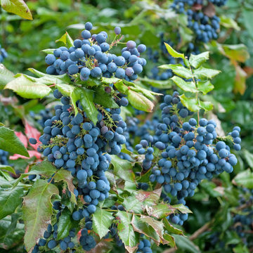 Mahonien