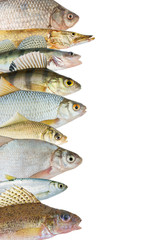River fish background