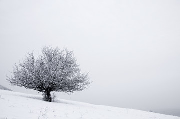 Fototapeta na wymiar Drzewo Solitaire w snowy kraju