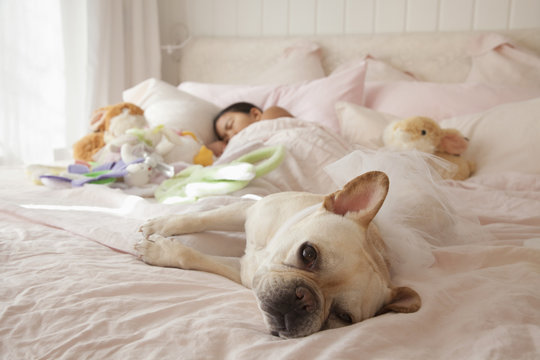 Asian Girl Sleeping In Bed With Dog