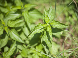 Armful of a green nettle