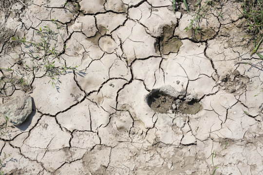 Soil Crack  Step Foot Dry Pools