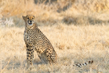 Gepard (Acinonyx jubatus), weiblich