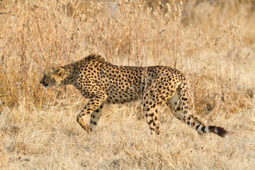 Fototapeta na wymiar Cheetah zakrada (A. jubatus)