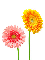 gerber flower isolated on white background