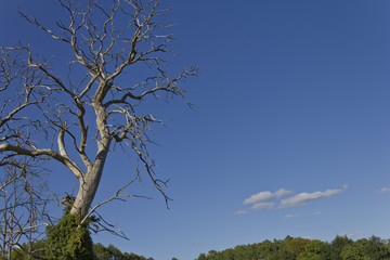 Paysage arbre