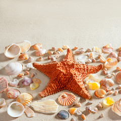 beach white sand starfish many clam shells summer