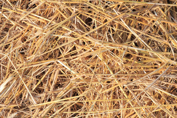 dry straw texture