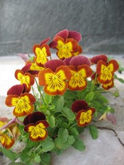 Pansies- garden flowers