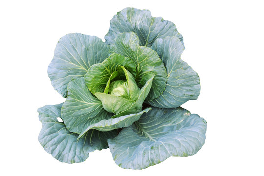 cabbage isolated