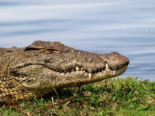 Nile crododile head