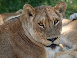 Female lion