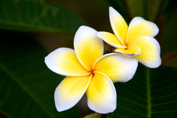 Fototapeta na wymiar Frangipani Tropical Tree Flower