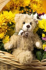 Teddy zwischen Blumen