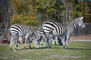 Fototapeta na wymiar Safari Zebras