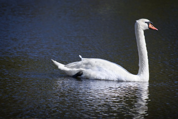 Mute Swan
