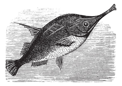 Longspine Snipefish vintage engraving