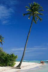 Cocotier sur une île des Caraîbes