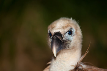 Buitre Leonado, Las Merindades, Burgos, España