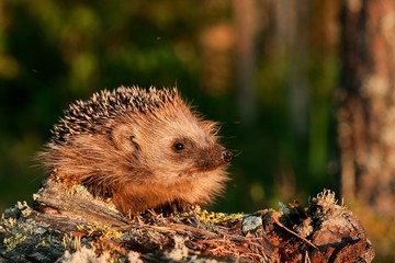 European hedgehog