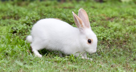 White rabbit in fresh green grass