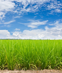 Green paddy rice field and cloud in blue sky