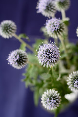 Echinops