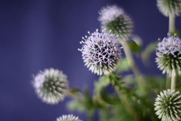 Echinops