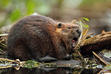 North American Beaver (Castor canadensis) - Ontario - obrazy, fototapety, plakaty