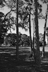 high contrast pine tree grove in sunshine
