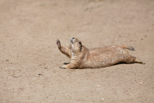 Fototapeta Funny rodent rising his paw up like it is asking to drink water