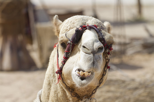 camel in Dubai