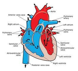Vector Illustration of Heart Anatomy Showing Chambers, Valves, Main Arteries and Veins