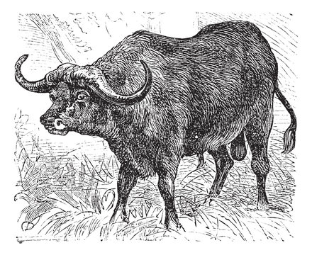 African buffalo or Syncerus caffer, buffalo, vintage engraving.