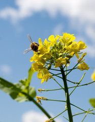 sunny spring day biodiversity with bee © sherjaca