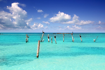 Caribbean pelican turquoise beach tropical sea