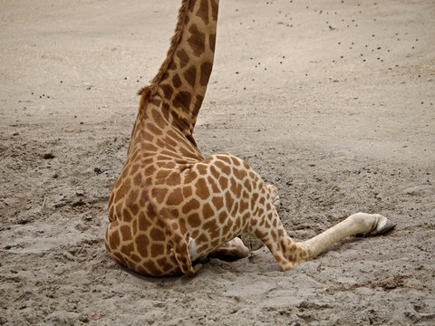 Sitzende Giraffe (Giraffa camelopardilis)