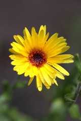 Flower after the rain